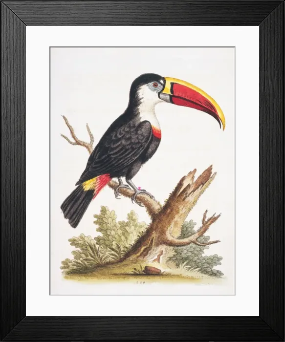 Framed Print : Ramphastos vittelinus culminatus, channel-billed toucan Framed Print : Ramphastos vittelinus culminatus, channel-billed toucan
