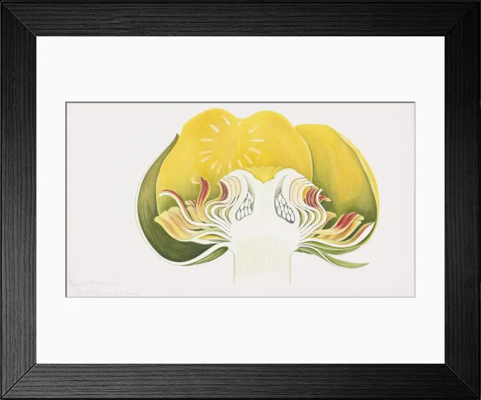 Framed Print : Nuphar lutea ssp. Advena, spatter-doc Framed Print : Nuphar lutea ssp. Advena, spatter-doc