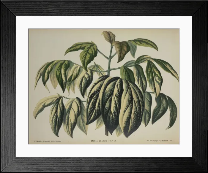 Framed Print : Coffea arabica, coffee Framed Print : Coffea arabica, coffee