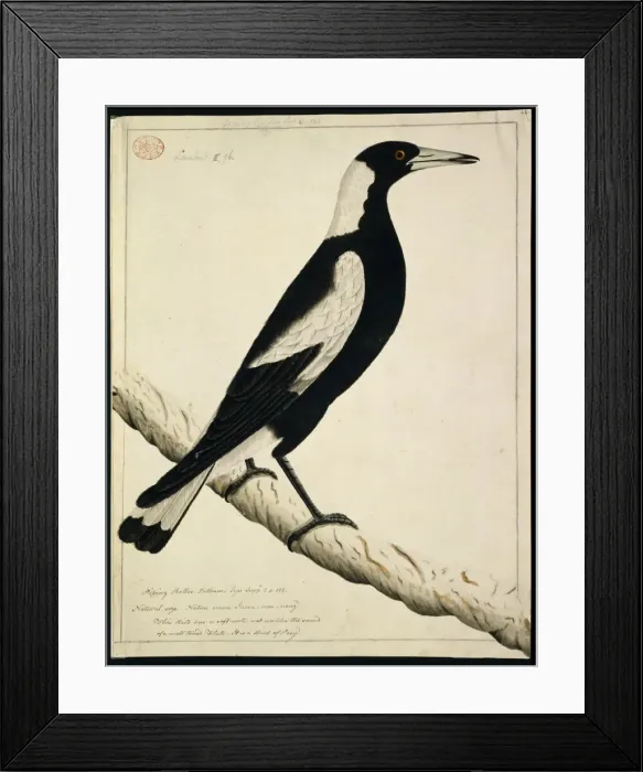 Framed Print : Gymnorhina tibicen, Australian magpie