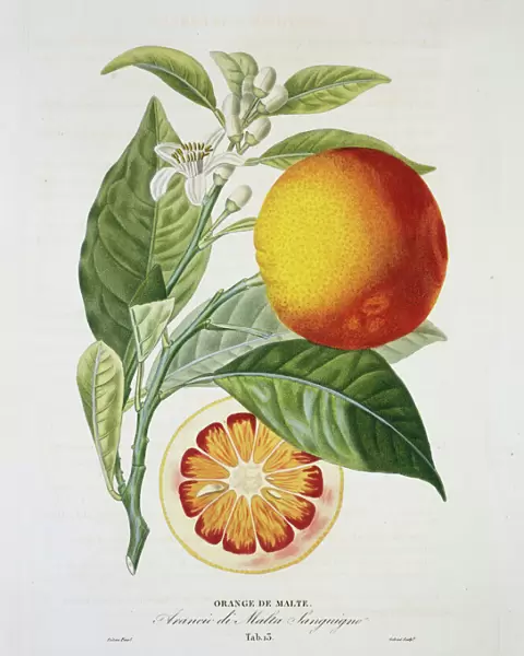 Citrus sinensis, sweet orange
