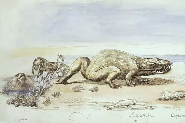 Dicynodon, Labyrinthodon & Rhyncosaurus