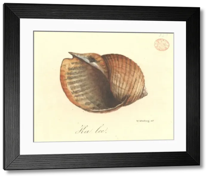 Framed Print : Tonna cerevisina, tun shell Framed Print : Tonna cerevisina, tun shell