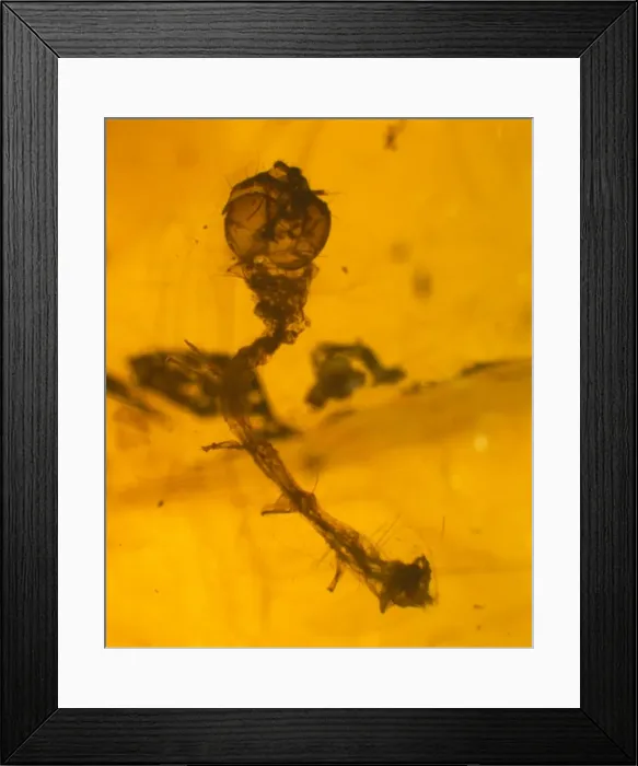 Framed Print : Caterpillar skin in Dominican amber Framed Print : Caterpillar skin in Dominican amber
