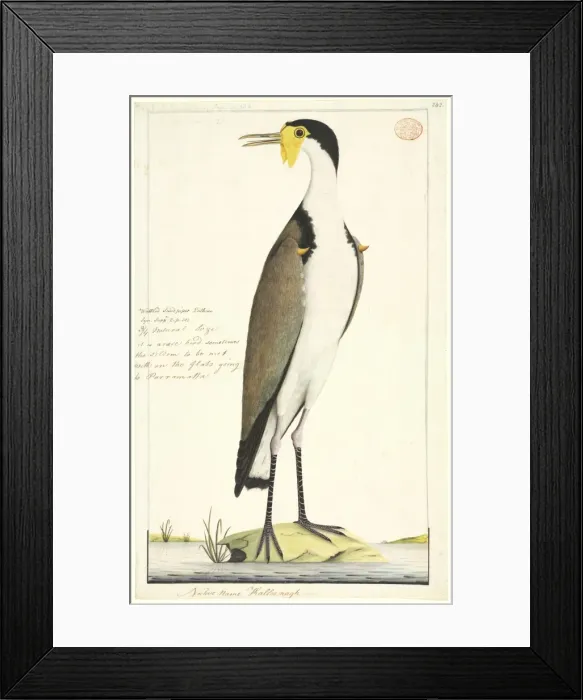 Framed Print : Vanellus miles, masked lapwing Framed Print : Vanellus miles, masked lapwing