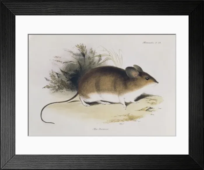 Framed Print : Mus darwinii, Darwins mouse Framed Print : Mus darwinii, Darwins mouse
