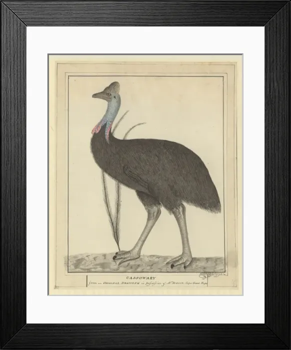 Framed Print : Casuarius casuarius, southern cassowary Framed Print : Casuarius casuarius, southern cassowary