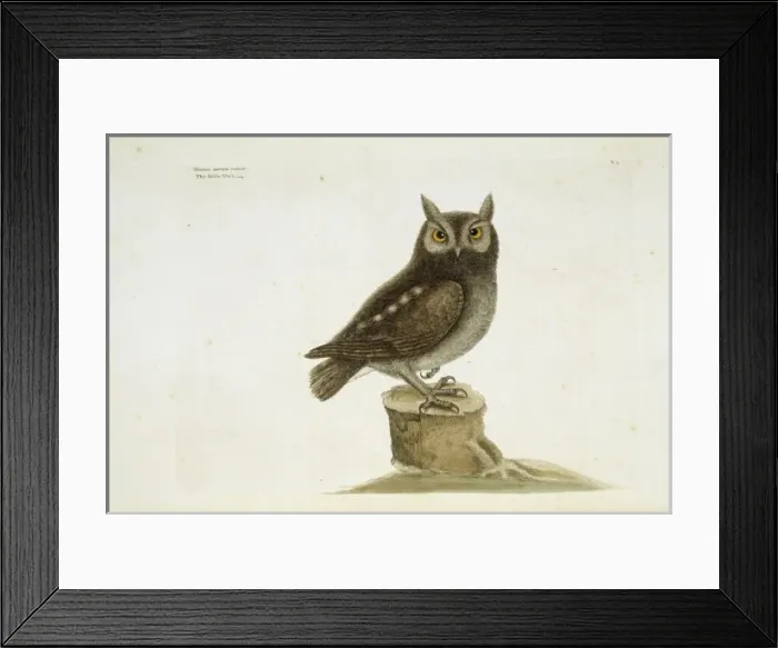 Framed Print : Otus asio, eastern screech owl Framed Print : Otus asio, eastern screech owl