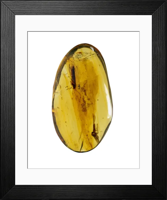 Framed Print : Dominican amber Framed Print : Dominican amber