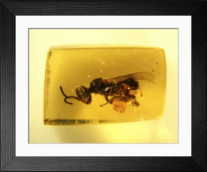 Framed Print : Bee in Dominican amber Framed Print : Bee in Dominican amber