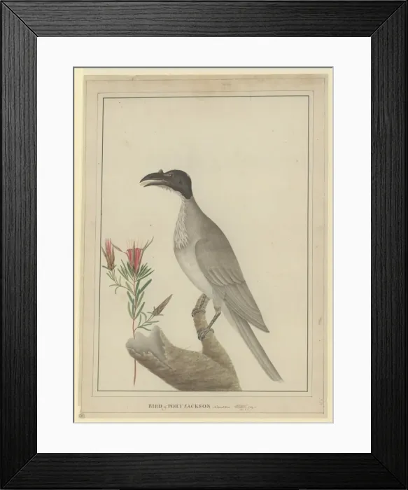 Framed Print : Philemon corniculatus, noisy friarbird Framed Print : Philemon corniculatus, noisy friarbird
