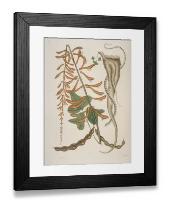 Framed Print : Storeria sp. brown snake Framed Print : Storeria sp. brown snake
