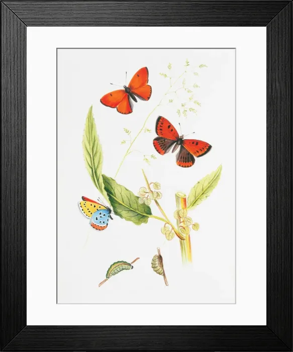 Framed Print : Chrysophanus dispar, large copper Framed Print : Chrysophanus dispar, large copper