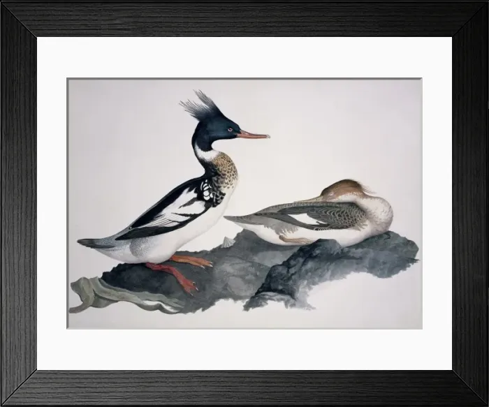 Framed Print : Mergus serrator, red-breasted merganser Framed Print : Mergus serrator, red-breasted merganser
