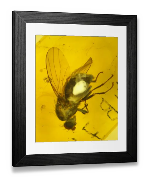 Framed Print : Fly in amber Framed Print : Fly in amber