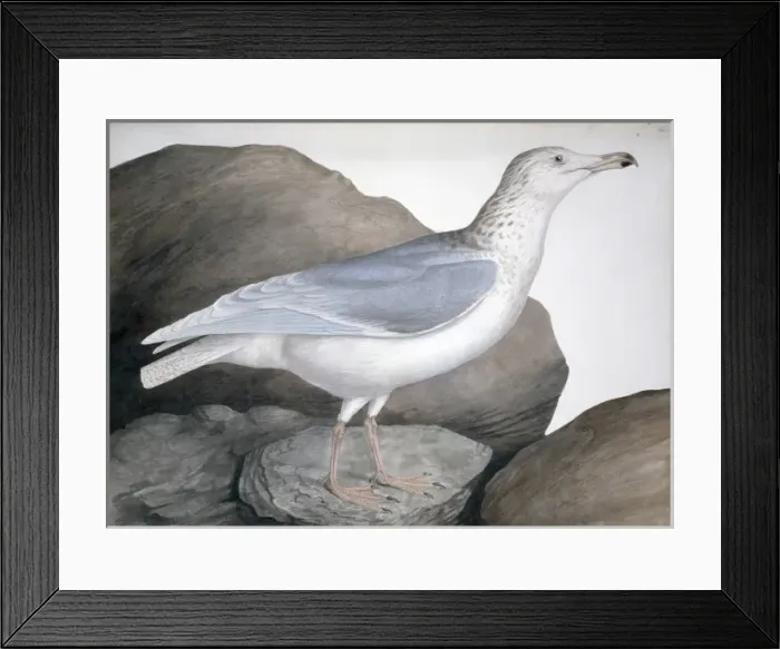 Framed Print : Larus hyperboreus, glaucous gull Framed Print : Larus hyperboreus, glaucous gull