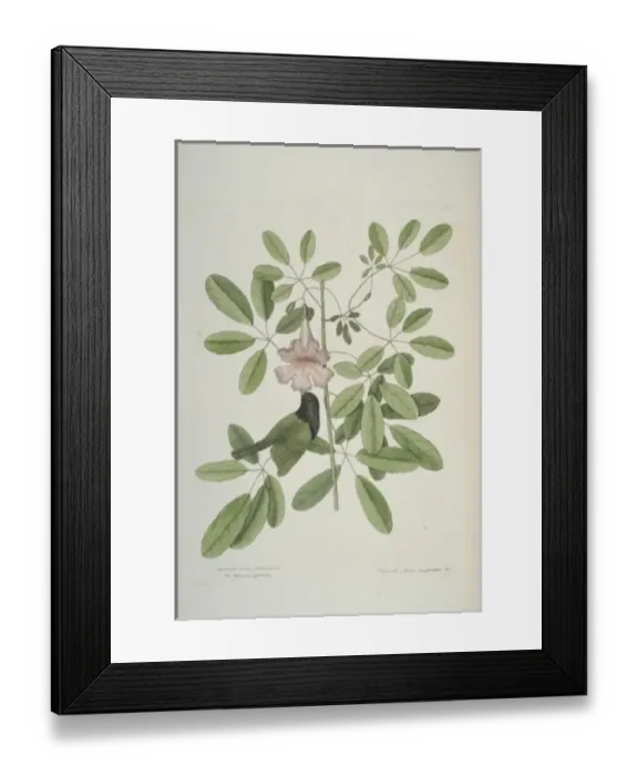 Framed Print : Tiaris bicolor, black-faced grassquit Framed Print : Tiaris bicolor, black-faced grassquit