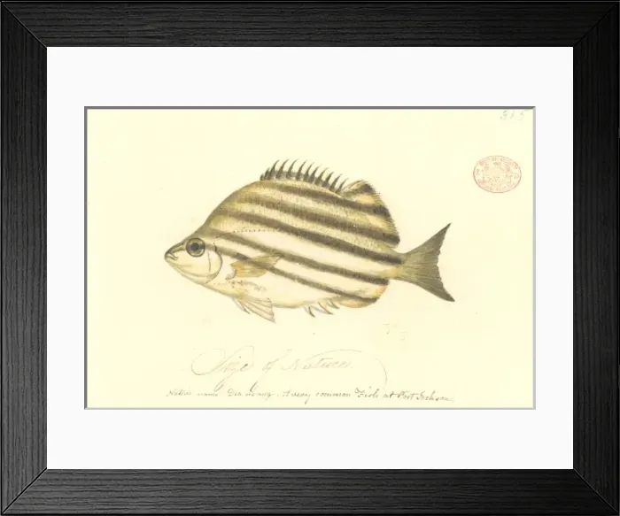 Framed Print : Microcanthus strigatus, convict fish Framed Print : Microcanthus strigatus, convict fish