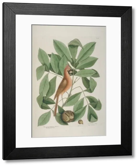 Framed Print : Cardinalis cardinalis, northern cardinal Framed Print : Cardinalis cardinalis, northern cardinal