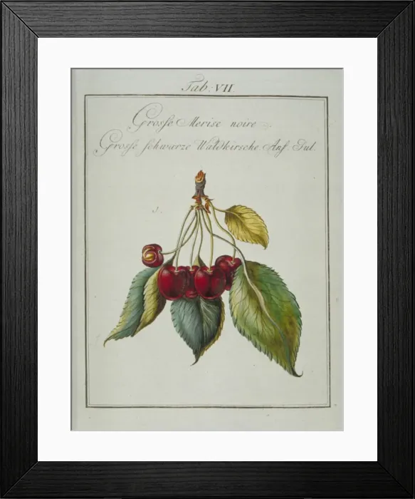 Framed Print : Prunus serotina, large wild black cherry Framed Print : Prunus serotina, large wild black cherry