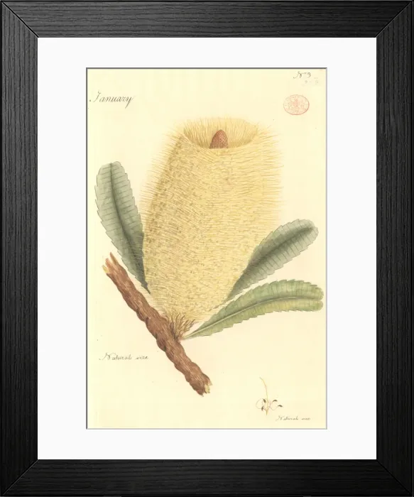 Framed Print : Banksia sp Framed Print : Banksia sp