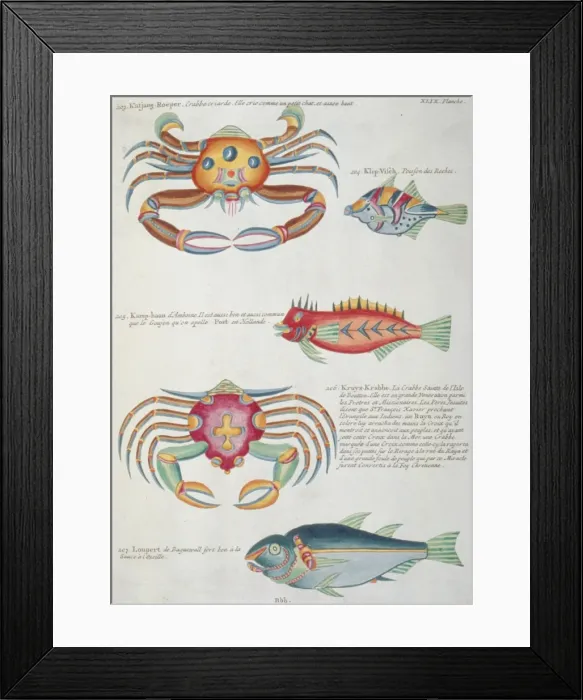 Framed Print : Colourful illustration of three fish and two crabs Framed Print : Colourful illustration of three fish and two crabs