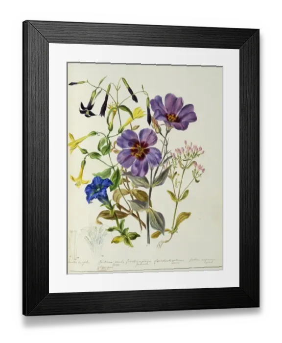 Framed Print : Gentian sp. gentian Framed Print : Gentian sp. gentian