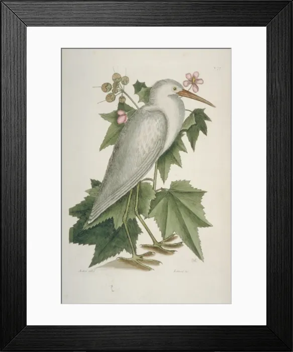Framed Print : Ardea alba, great egret Framed Print : Ardea alba, great egret