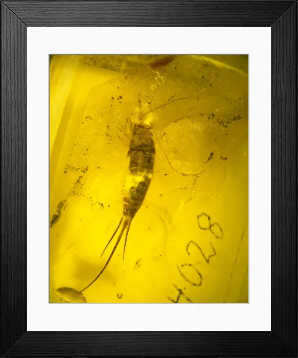 Framed Print : Bristletail in amber Framed Print : Bristletail in amber