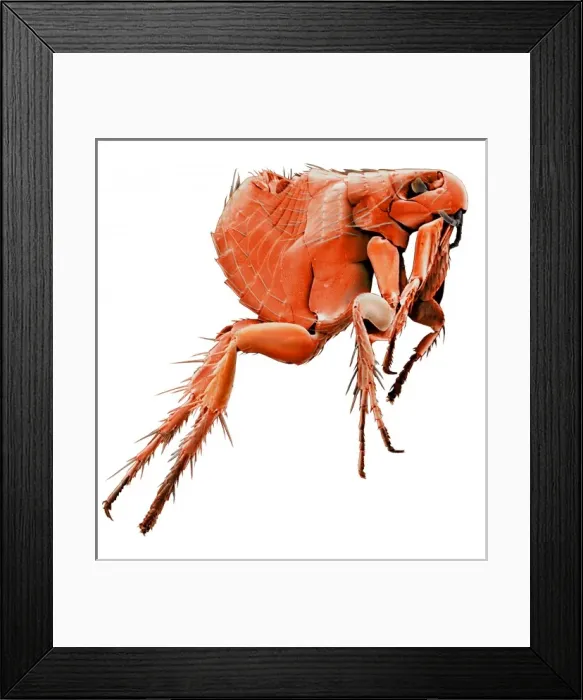 Framed Print : Ctenocephalides canis, dog flea Framed Print : Ctenocephalides canis, dog flea