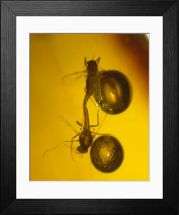 Framed Print : Midges in amber Framed Print : Midges in amber