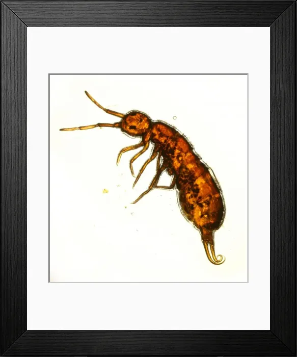Framed Print : Isotoma viridis, springtail Framed Print : Isotoma viridis, springtail