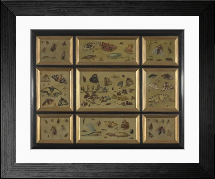 Framed Print : Butterflies - attrib. to Jan van Kessel Framed Print : Butterflies - attrib. to Jan van Kessel