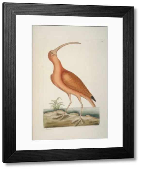 Framed Print : Eudocimus ruber, scarlet ibis Framed Print : Eudocimus ruber, scarlet ibis