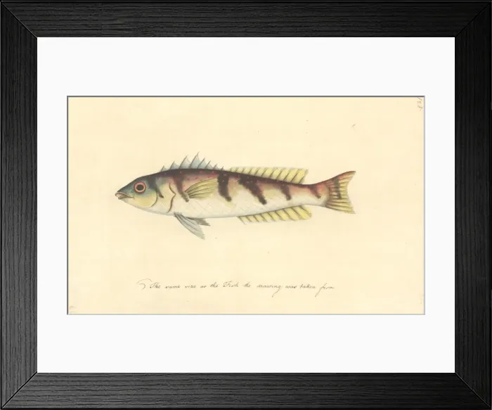 Framed Print : Watercolour 63 from the Watling Collection Framed Print : Watercolour 63 from the Watling Collection
