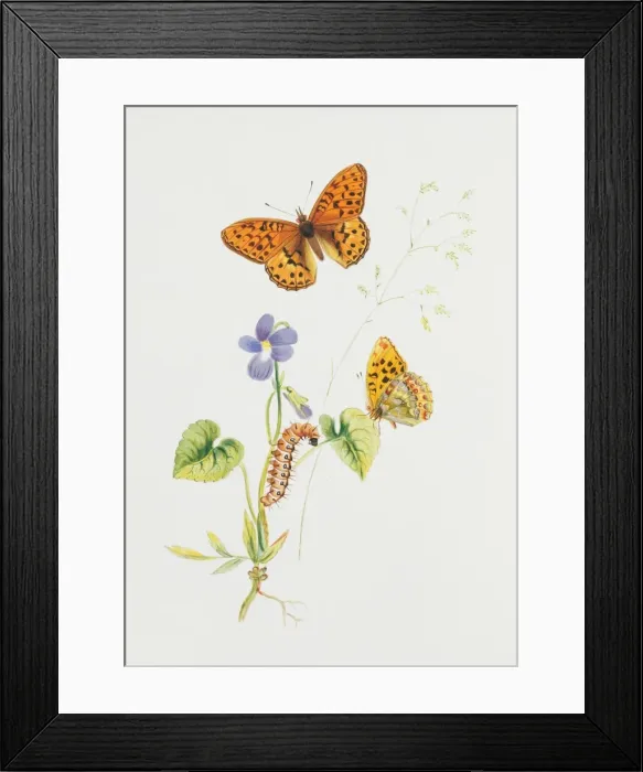 Framed Print : Argynnis adippe, high brown fritillary Framed Print : Argynnis adippe, high brown fritillary