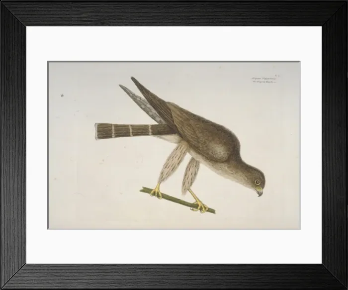 Framed Print : Falco columbarius, merlin Framed Print : Falco columbarius, merlin