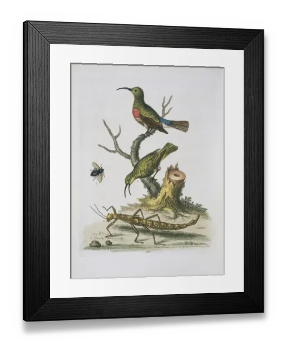 Framed Print : Plate from The Gleanings of Natural History by George Edward Framed Print : Plate from The Gleanings of Natural History by George Edward