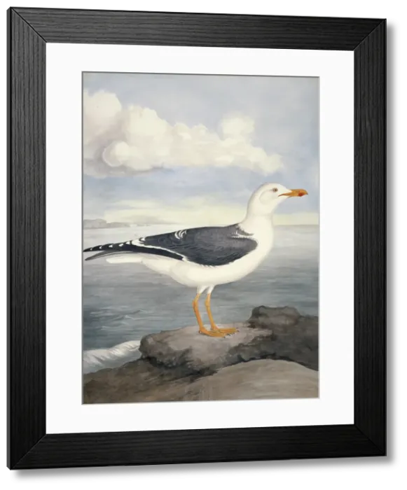 Framed Print : Larus fuscus, lesser black-backed gull Framed Print : Larus fuscus, lesser black-backed gull