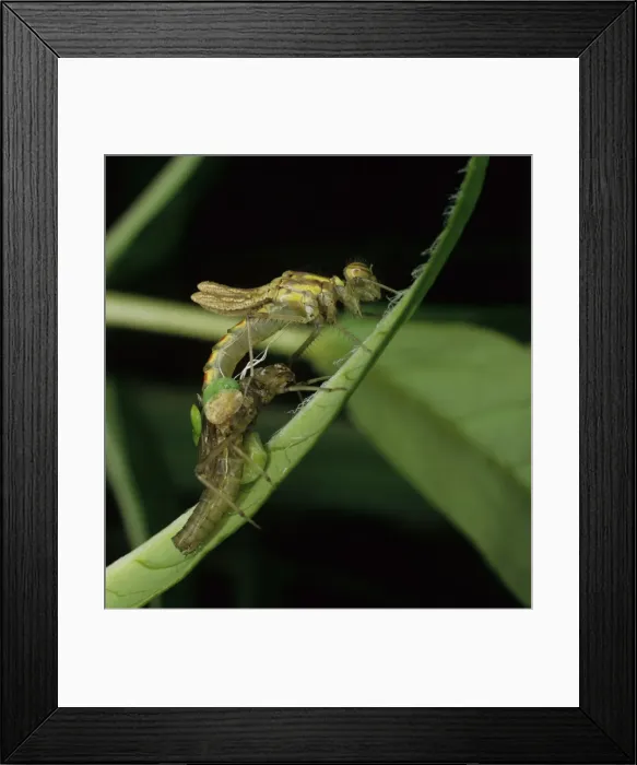 Framed Print : Pyrrhosoma nymphula, large red damselfly Framed Print : Pyrrhosoma nymphula, large red damselfly