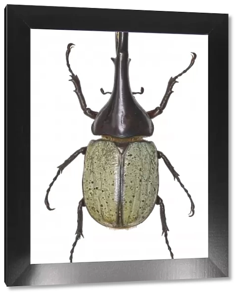 Dynastes hercules, hercules beetle