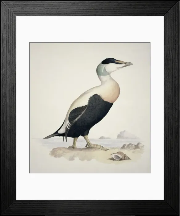 Framed Print : Somatera mollissma, common eider Framed Print : Somatera mollissma, common eider