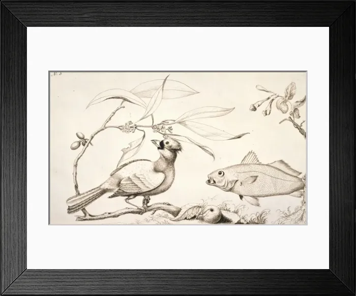 Framed Print : Cardinalis cardinalis, northern cardinal Framed Print : Cardinalis cardinalis, northern cardinal