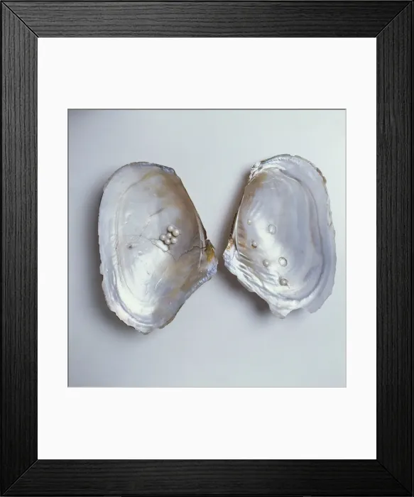 Framed Print : Dipsas sp. Plate 10, a holotype from Arhtur MacGregors Hans Sloane, 1994 Framed Print : Dipsas sp. Plate 10, a holotype from Arhtur MacGregors Hans Sloane, 1994