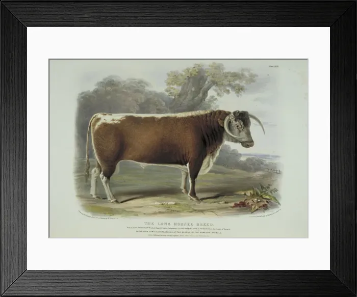 Framed Print : Bos taurus, cattle Framed Print : Bos taurus, cattle