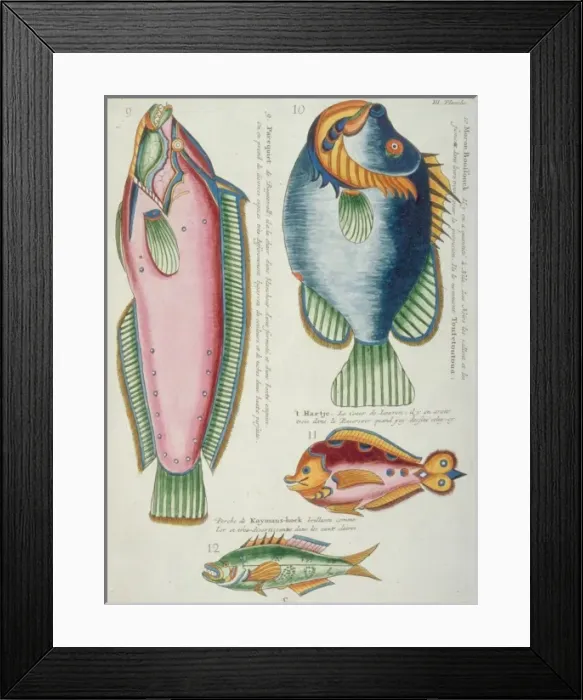 Framed Print : Colourful illustration of four fish Framed Print : Colourful illustration of four fish