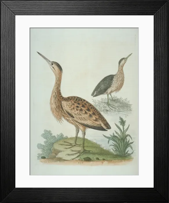 Framed Print : Ixobrychus minututs, little bittern, Botaurus stellaris, Eur Framed Print : Ixobrychus minututs, little bittern, Botaurus stellaris, Eur