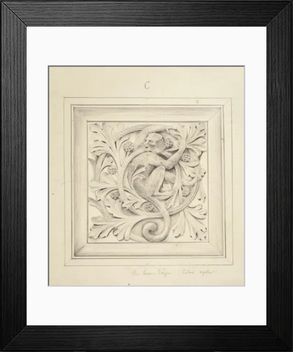Framed Print : Cibus apella, brown sajou Framed Print : Cibus apella, brown sajou