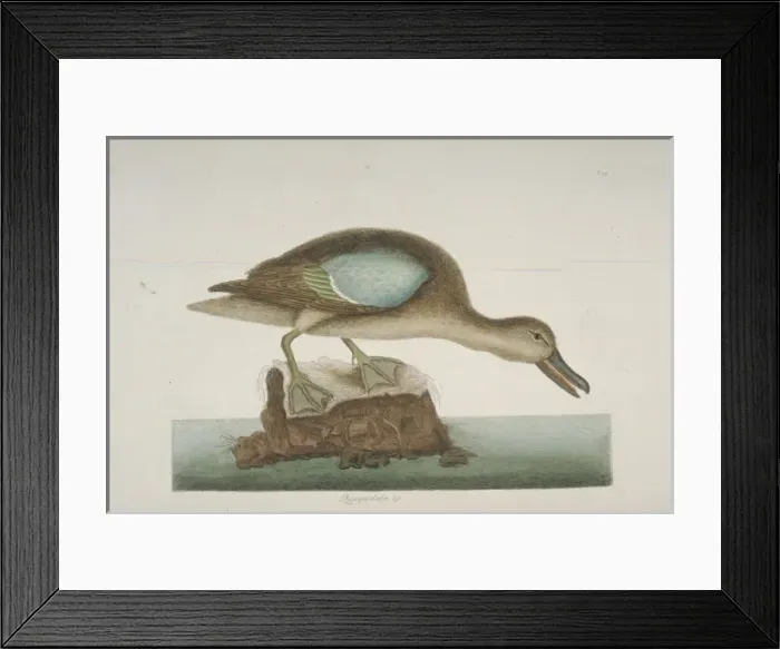 Framed Print : Anas discors, blue-winged teal Framed Print : Anas discors, blue-winged teal