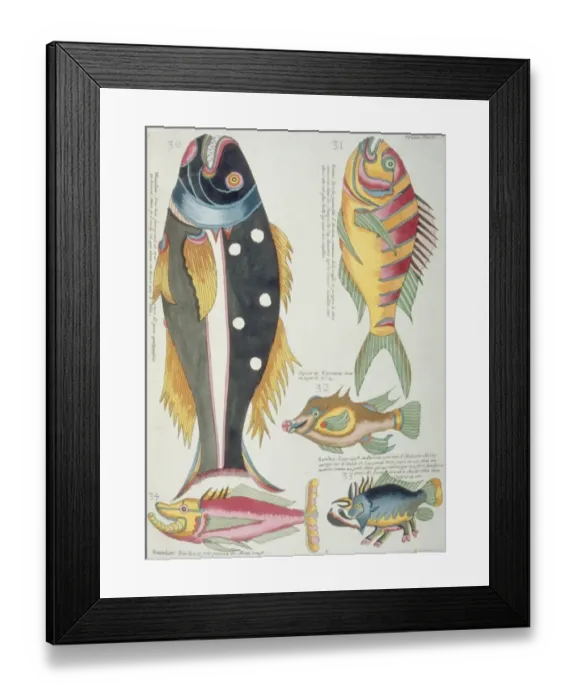 Framed Print : Colourful illustration of five fish Framed Print : Colourful illustration of five fish